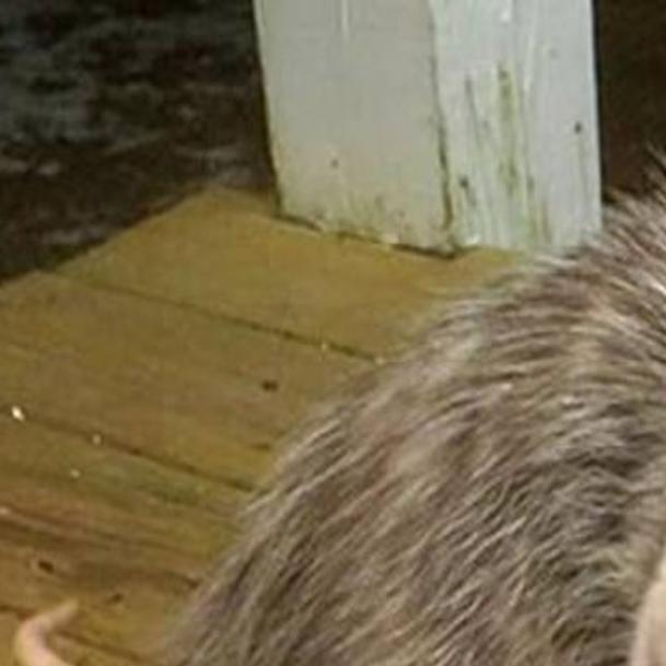 Opossum Can Be More Than A Nuisance Recreation