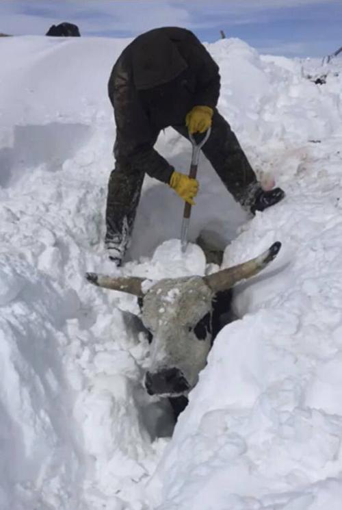 2019 spring blizzard