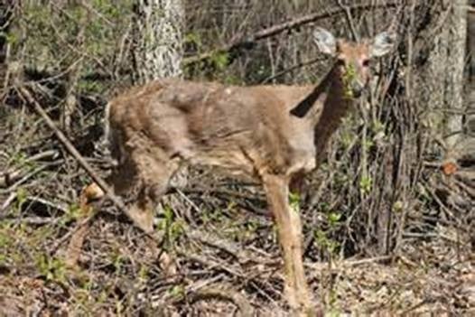 Maybe some good news about Chronic Wasting Disease | Sports ...