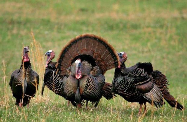 Nebraska’s wild turkey population is expanding