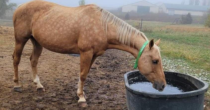 Nebraska rescuers worry about horses being on auction block - Vimarsana News