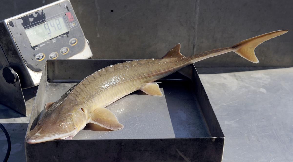 Shovelnose sturgeon