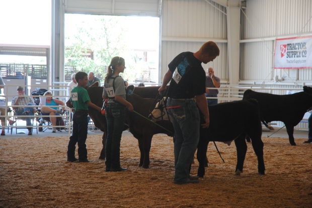 Youth Present Cattle In Stocker Feeder Show Local News