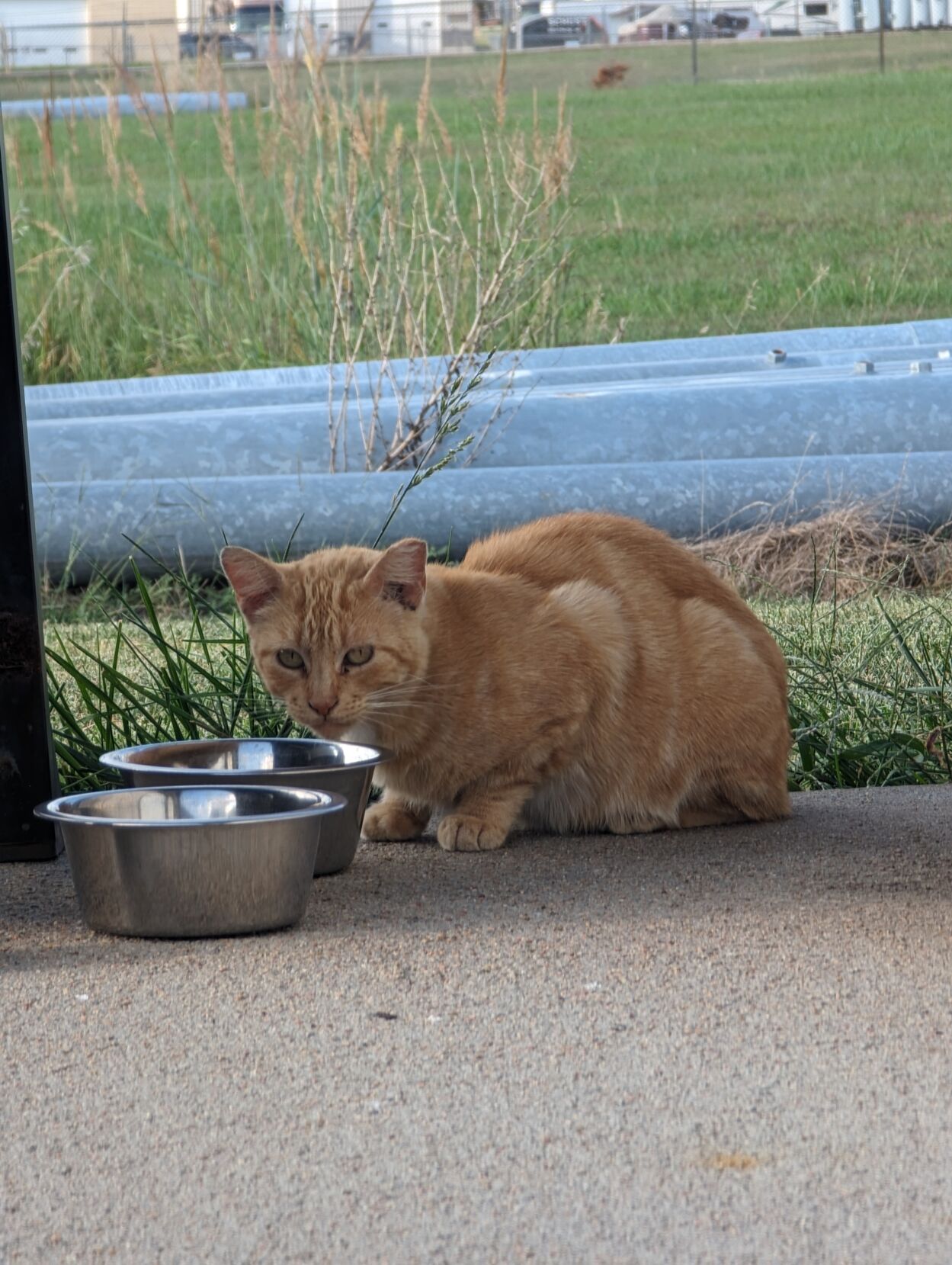 Beatrice Humane Society addresses feral cat problem