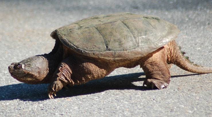 giant snapping turtle