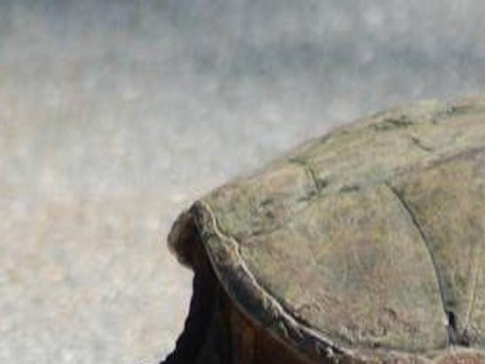 Attack Of The Giant Snapping Turtles Local Beatricedailysun Com