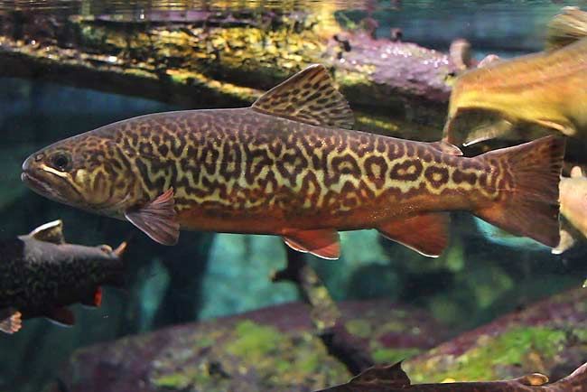 What is a tiger trout?