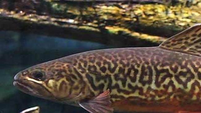 What Is A Tiger Trout Local Beatricedailysun Com