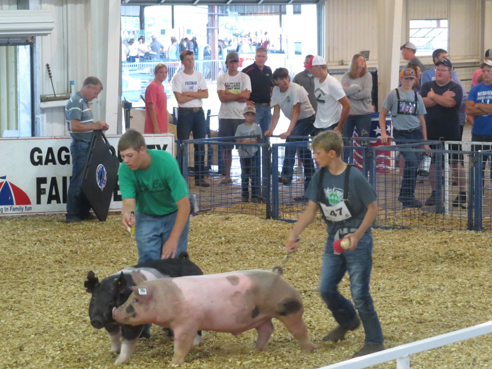 Swine show draws crowd to fair