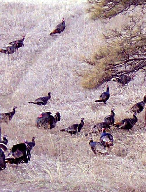 Nebraska’s fall turkey hunting season is underway! Local