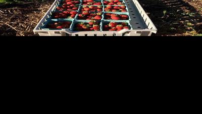 Growing a garden to a business