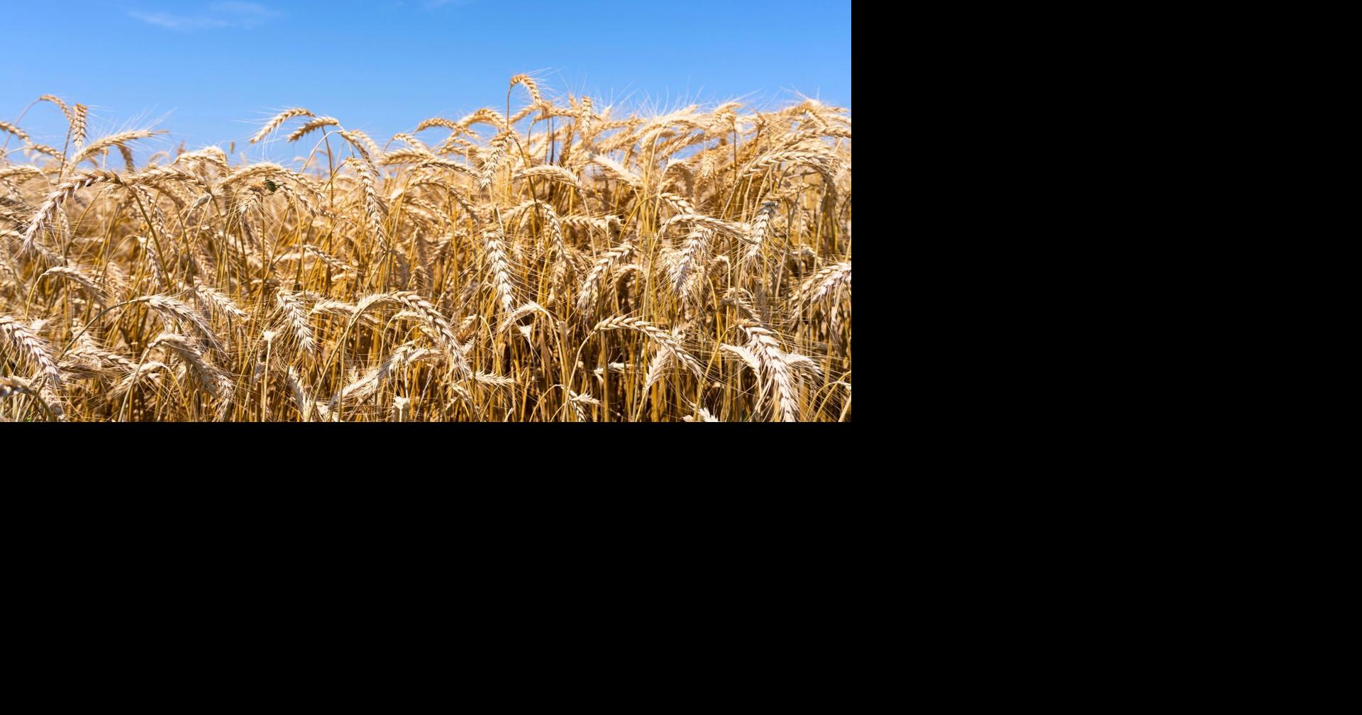 Diller man tops state in wheat yield contest