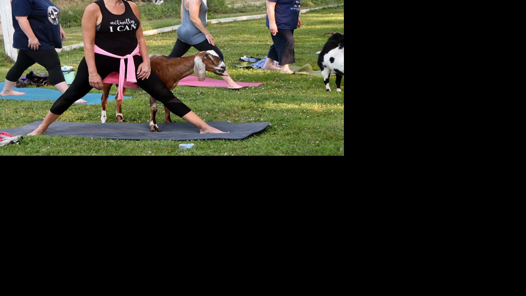 Pickrell goat rescue aims to make goats therapy-assisted animals