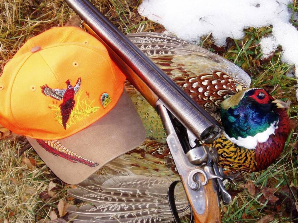 Knowing some pheasant biology can increase your success