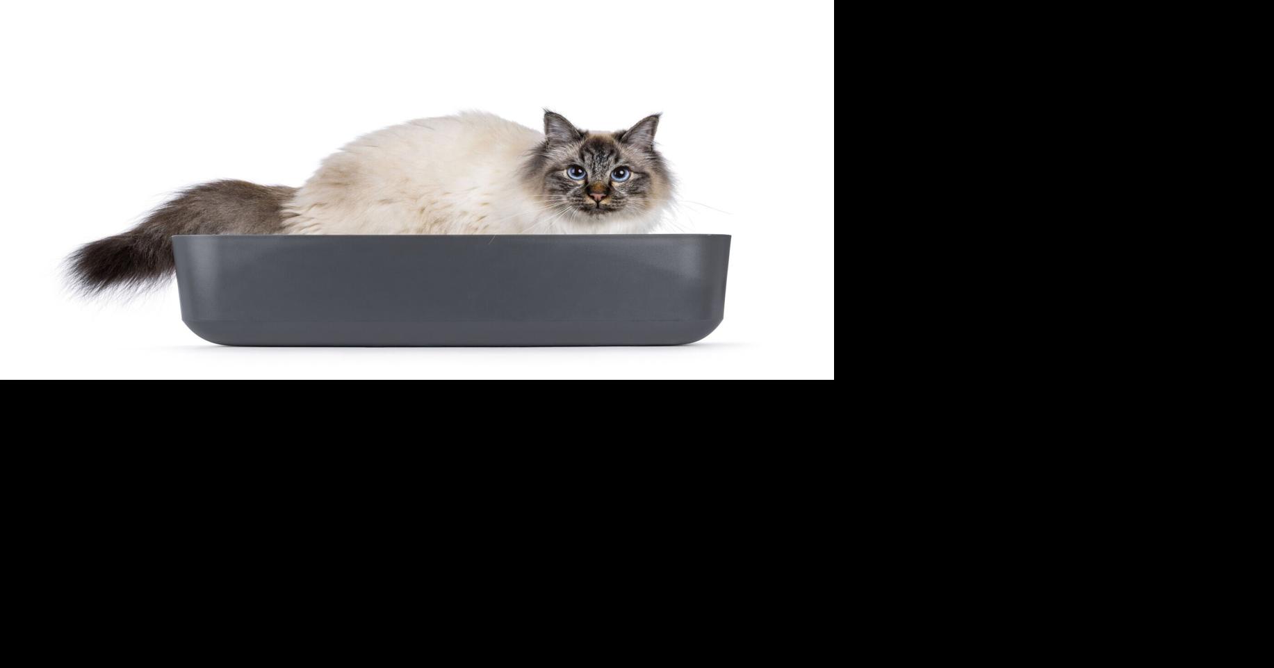 Litter box woes, breed choices, and barking ringtones