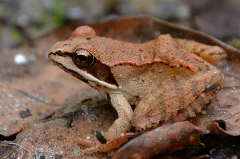 How do animals survive winter temperatures?