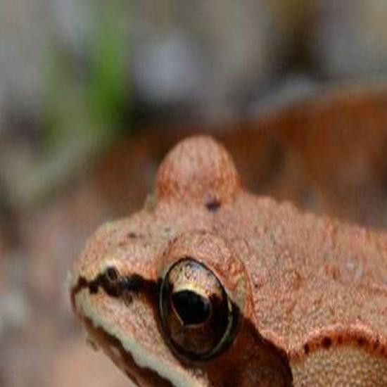 How Do Animals Survive Winter Temperatures Local