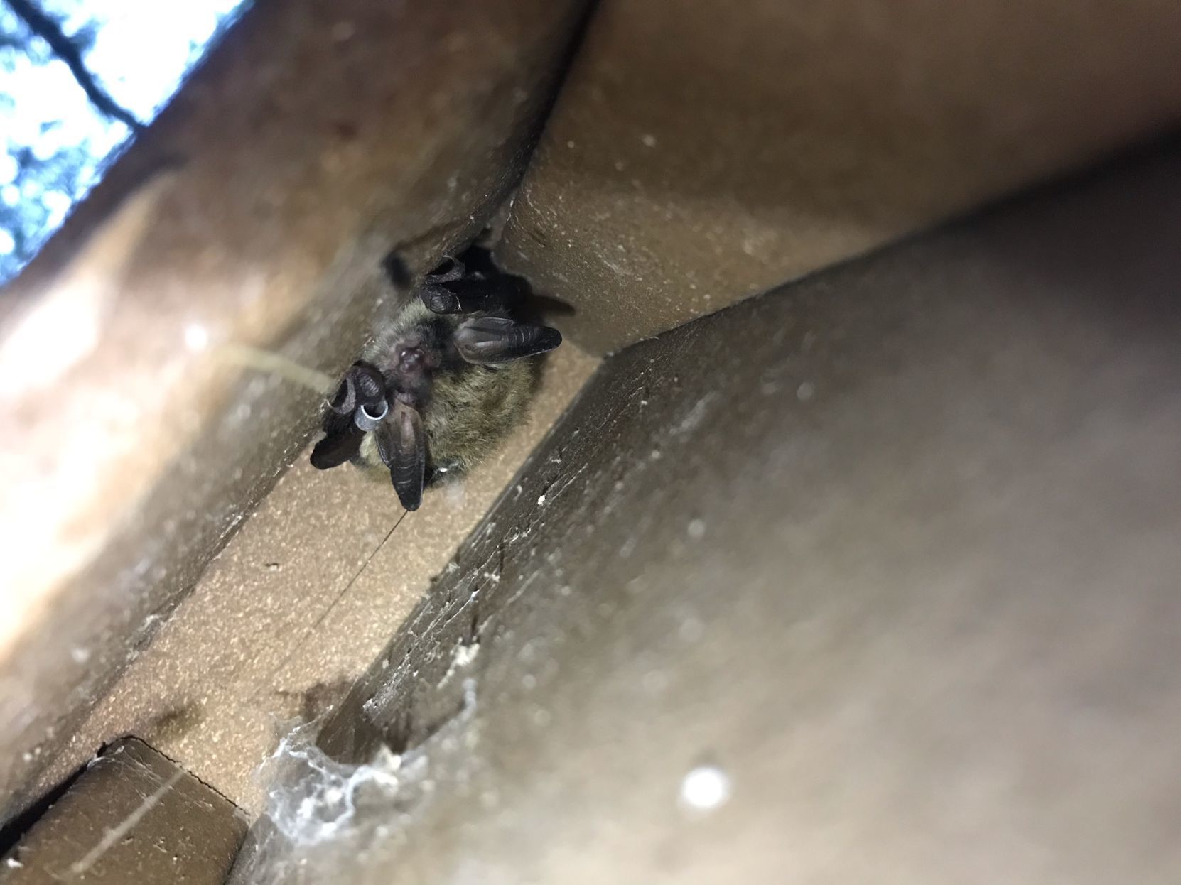 Federally threatened bats found at Homestead National Monument