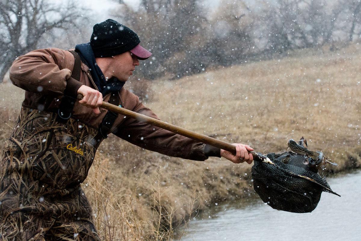 Once rare tiger trout being stocked in Nebraska