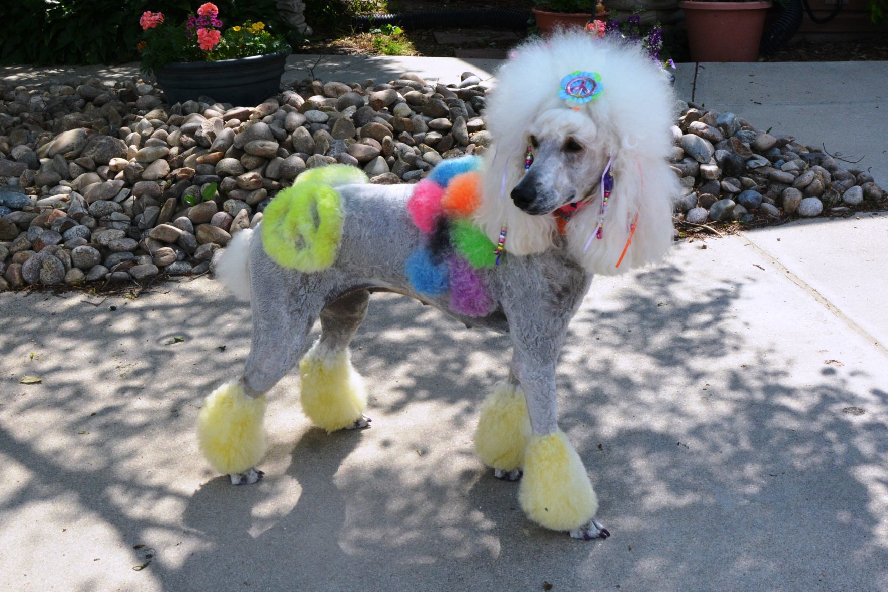 Peace love and poodles Woofstock fundraiser for Beatrice Humane