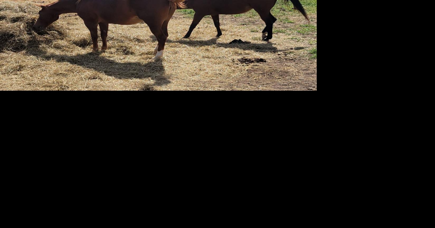 Agreements reached regarding seized horses in Gage County