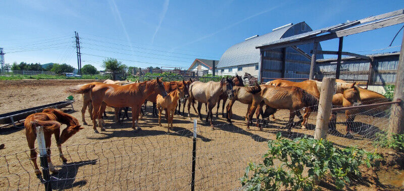 Horses seized from Beatrice veterinarian accused of neglect