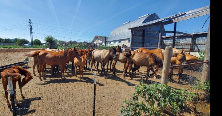 Horses seized from Beatrice veterinarian accused of neglect