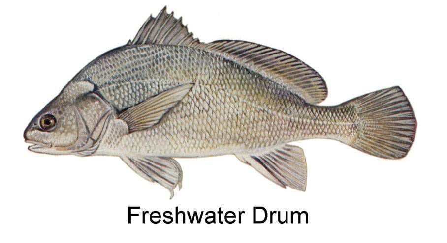 So what do you do with freshwater drum?