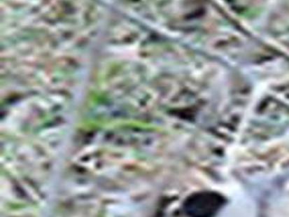 Opossum Can Be More Than Just A Nuisance Local