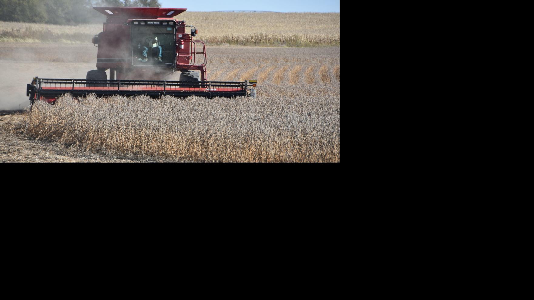 Harvest season late but in full swing