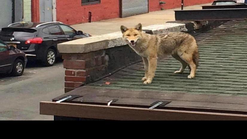 Coyotes: North America&rsquo;s most adaptable creature