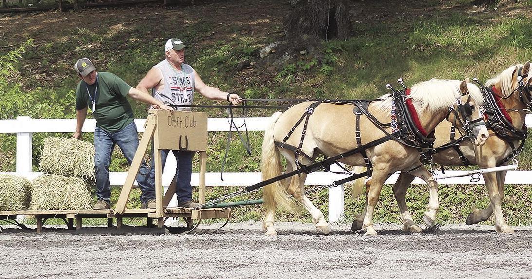Draft Horse Judging crowns 12 champs - Vimarsana News