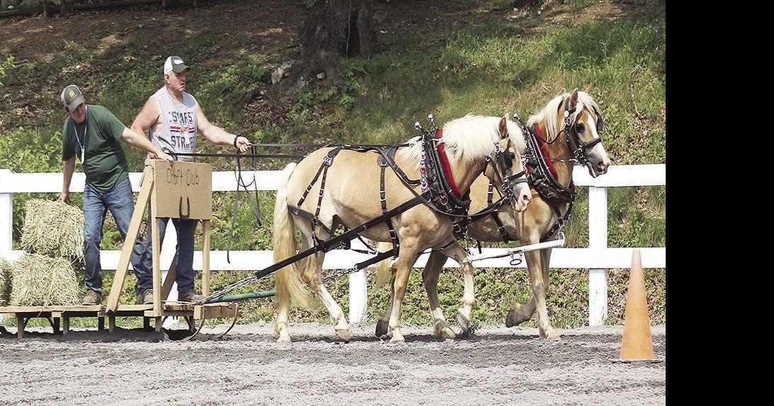 Draft Horse Judging crowns 12 champs Local News