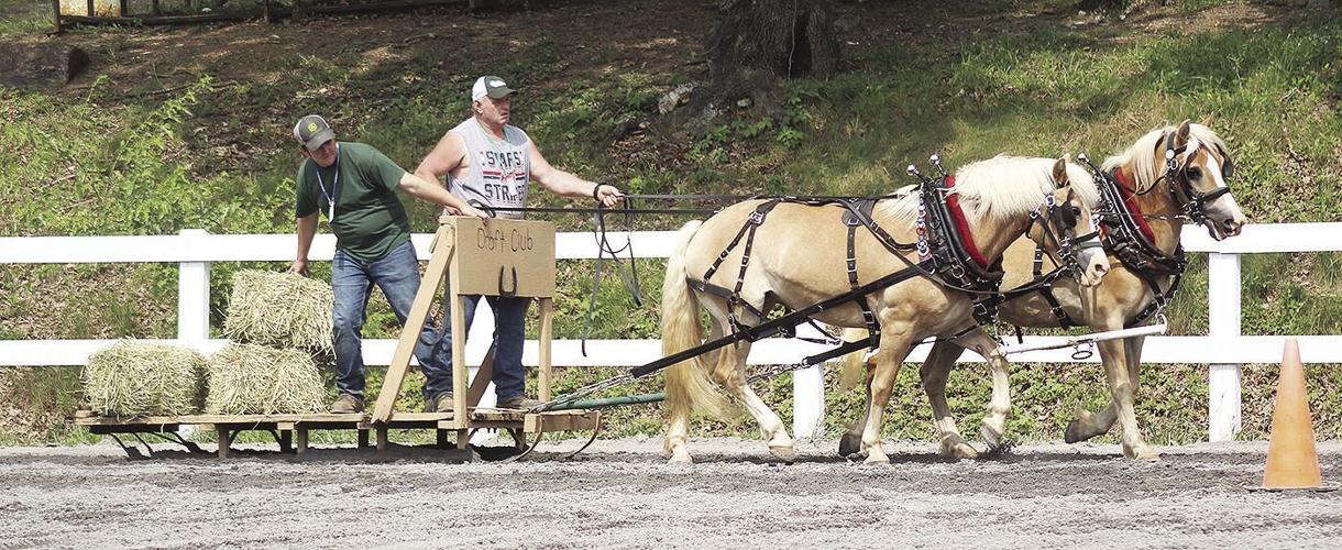 Draft Horse Judging crowns 12 champs Local News