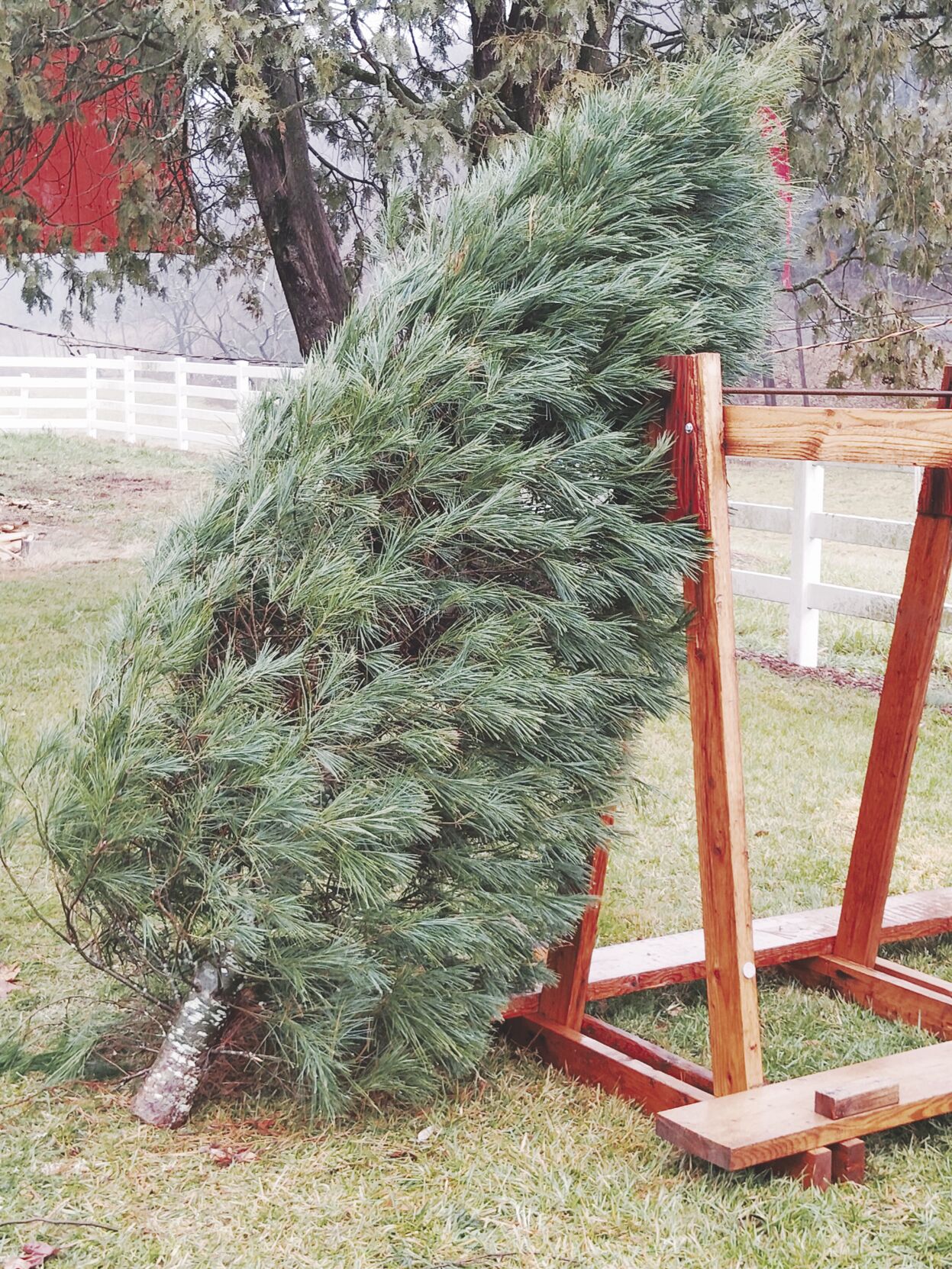 Local Christmas tree farms are a family affair | Local News ...