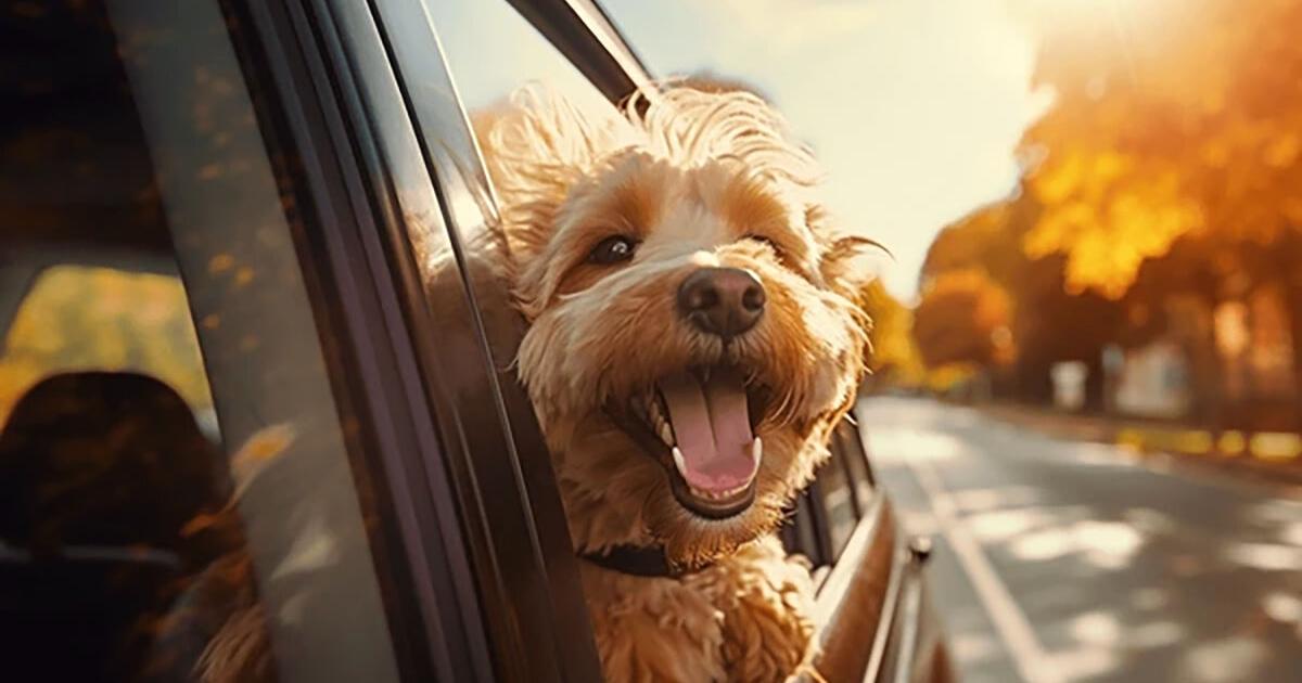 Cracked windows not enough for pets in cars