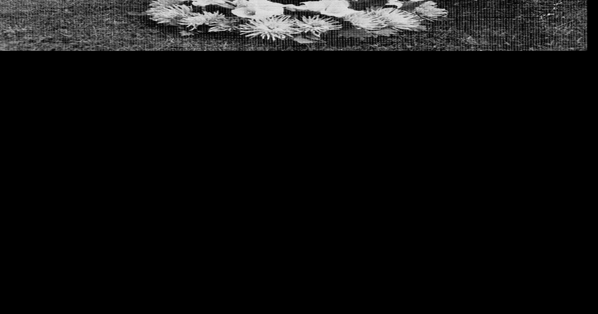 Old Photo Album Opinion