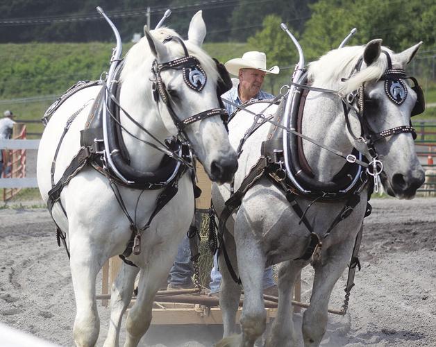Draft Horse Judging crowns 12 champs Local News