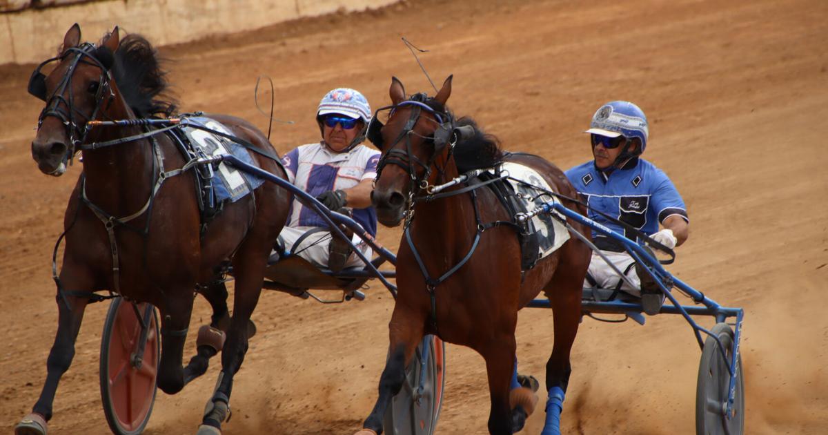 Boort Harness Racing Hot trotting and pacing lead the way at Bedford harness racing | Local ...
