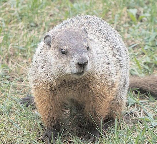 Bedford County Sportsman Archives