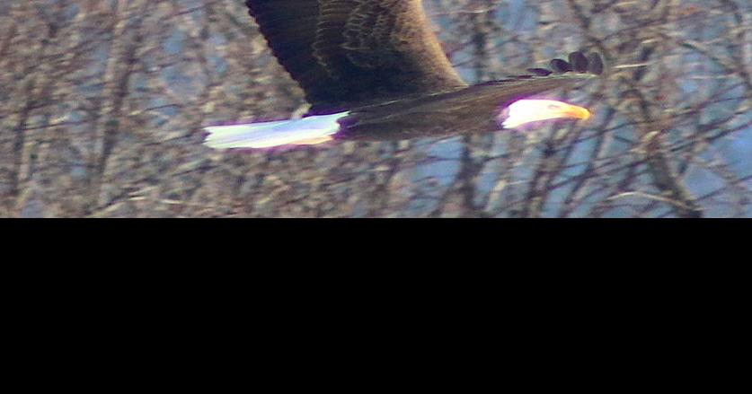 Eagles taking flight at lake | | bedfordgazette.com