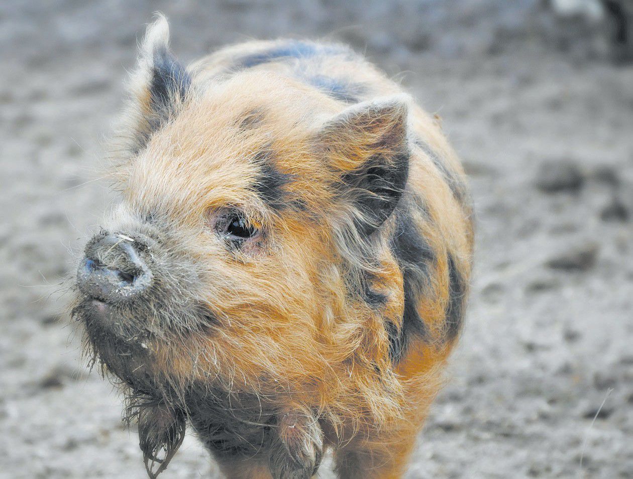 Show Features Kunekune Pigs | Local News | Bedfordgazette.com