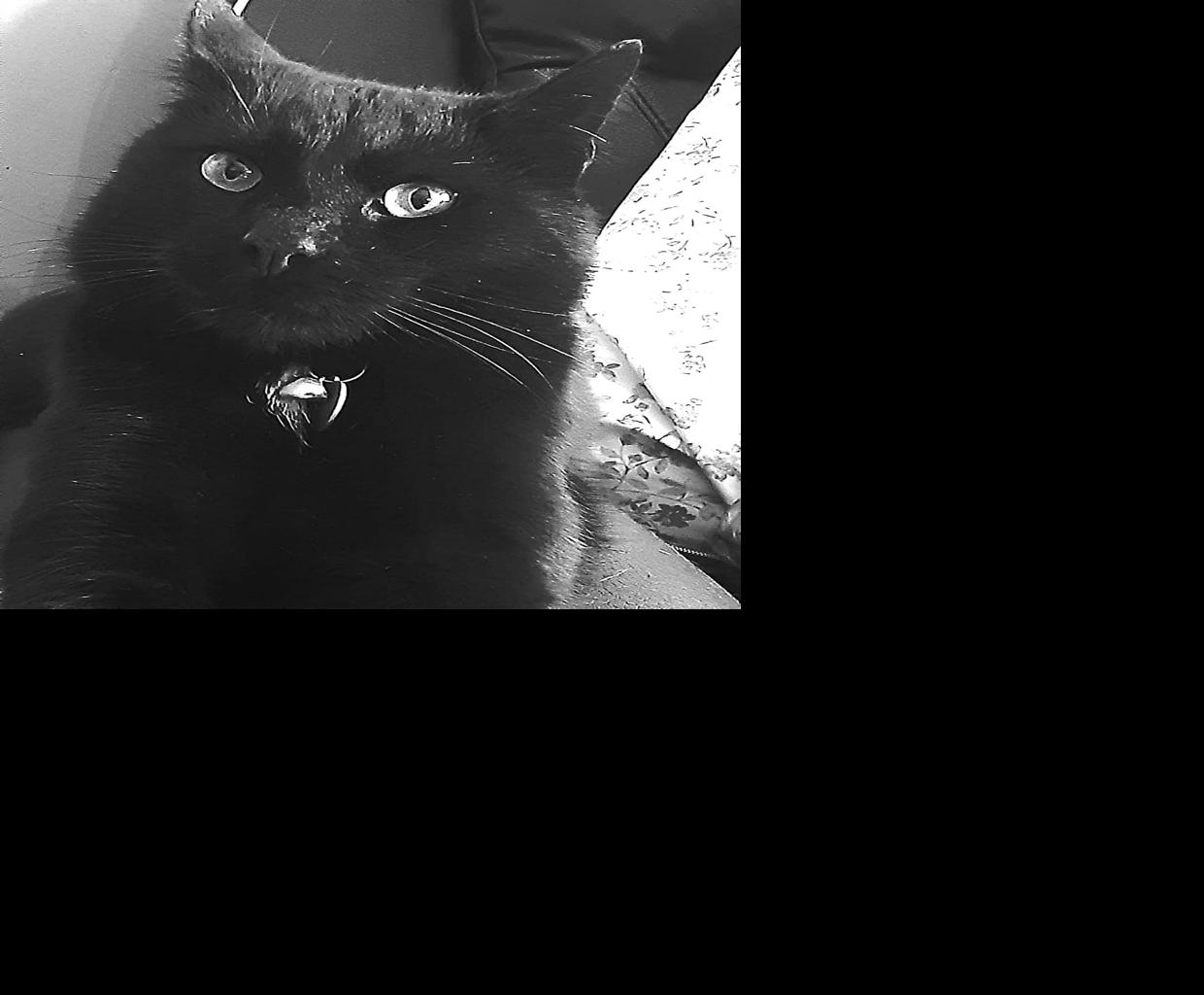 Neighborhood cat has have ‘Incredible Journey’ | News