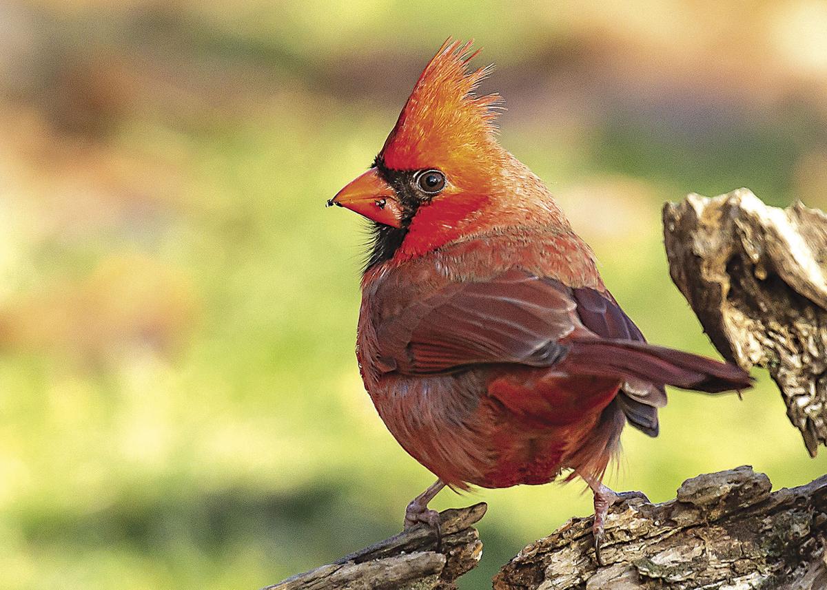 Christmas Bird Count 2022 Results Pi2Xz2Cq6X8Jlm