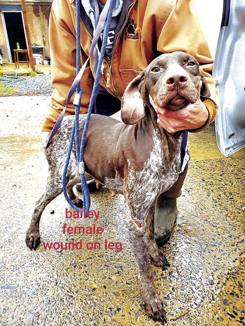 Humane Society Rescues 16 Dogs Bedfordgazette Com