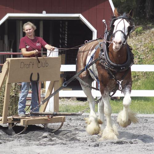 Draft Horse Judging crowns 12 champs Local News