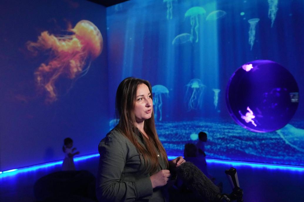 Florida Jellyfish Museum | Ap | bedfordgazette.com
