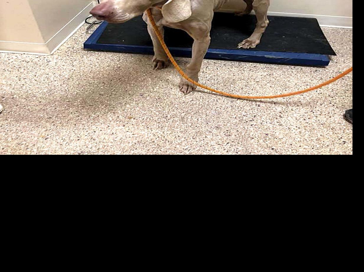 Humane Society Rescues 16 Dogs Local News Bedfordgazette Com