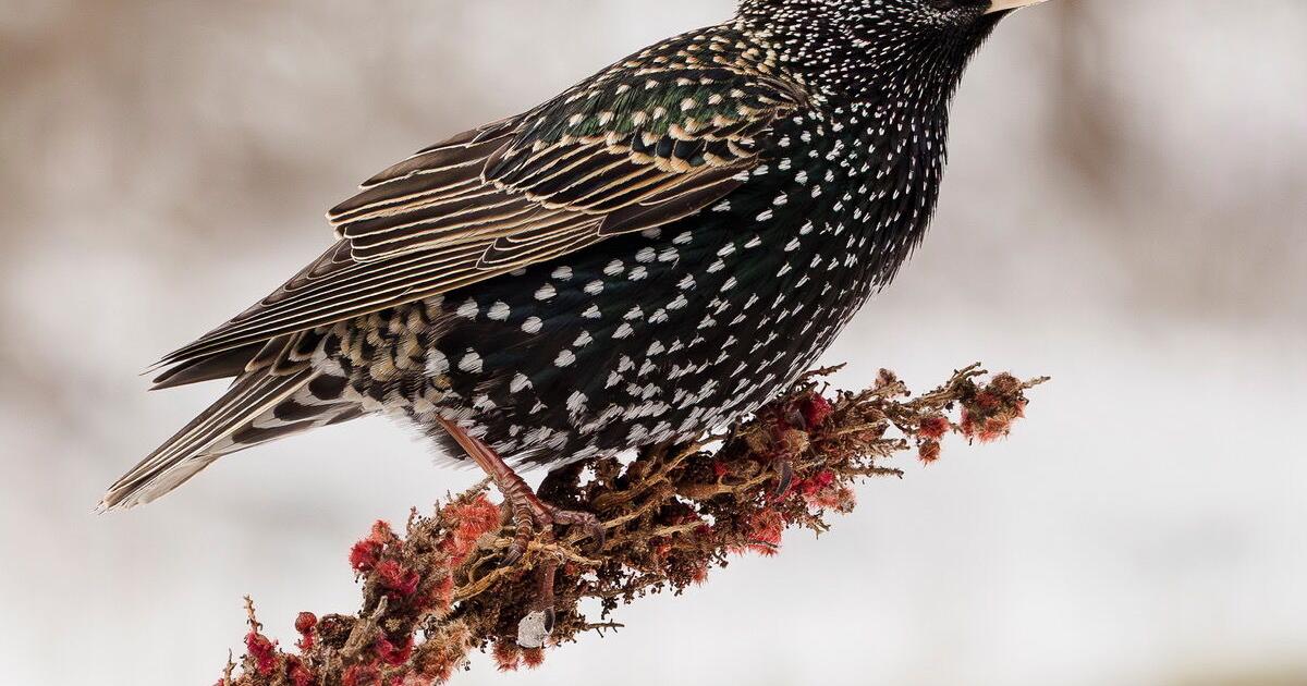 Christmas Bird Count results are in | Biology | bedfordgazette.com
