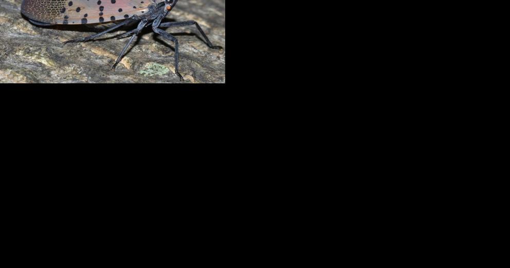 Bedford County added to spotted lanternfly quarantine zone; mosquito, tick program expands - Vimarsana News